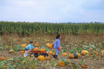 learn spanish with pictures pumpkins