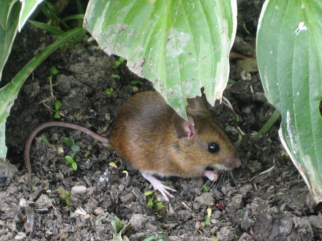 preschool spanish mouse activities