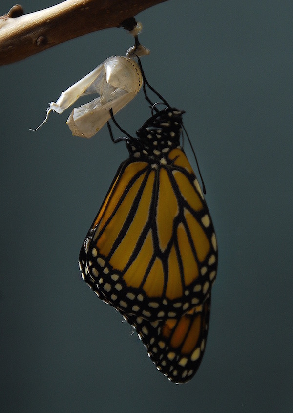 Learning about the life cycle is one of the Monarch butterly activities to do with Spanish learners. 